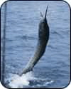 New Orleans Fishing Charters