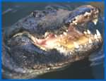 New Orleans Swamp Tours, Cajun Swamp Tours, Louisiana Swamp Tours